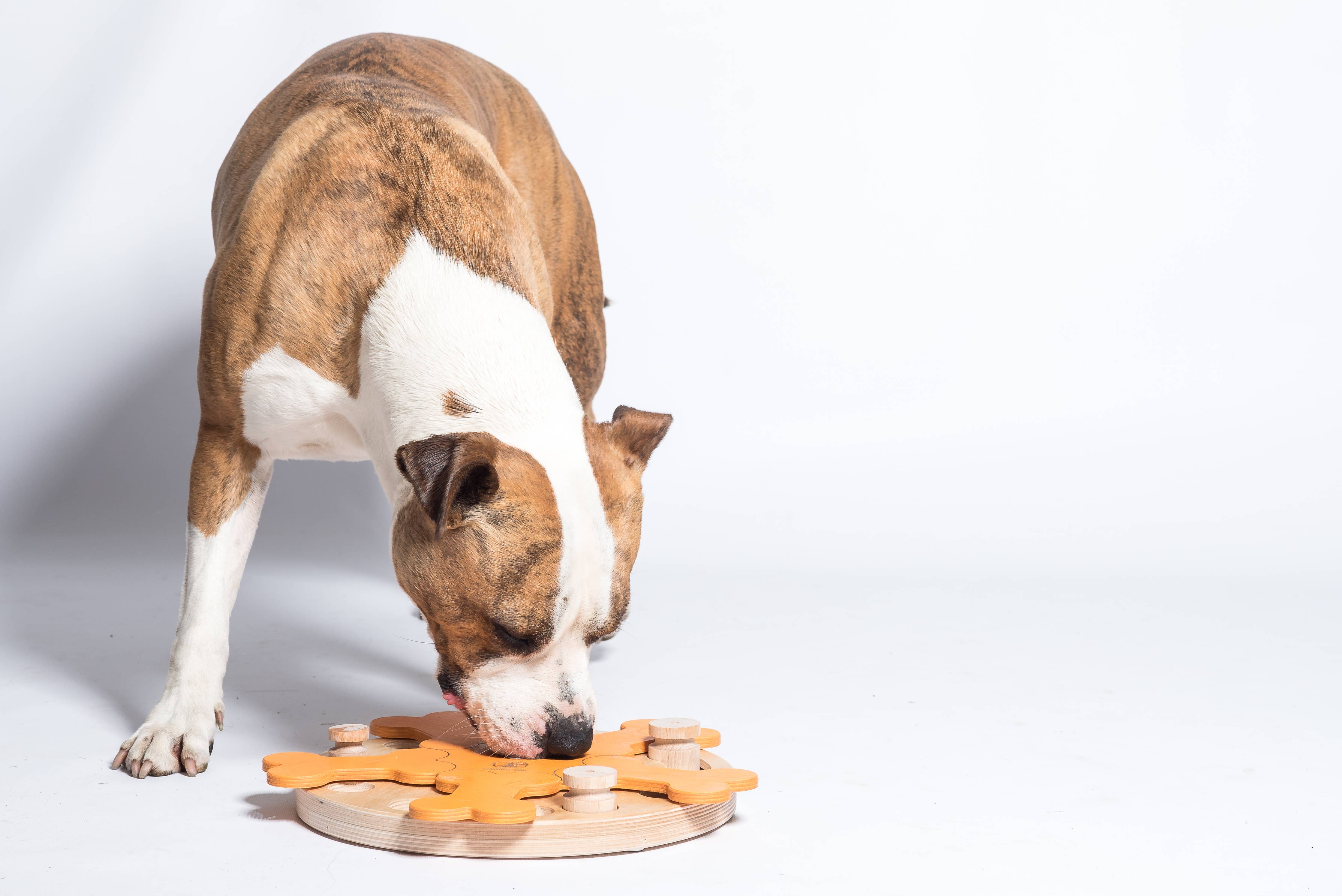 Carousel of Bones – interaktív intelligens játék kutyáknak