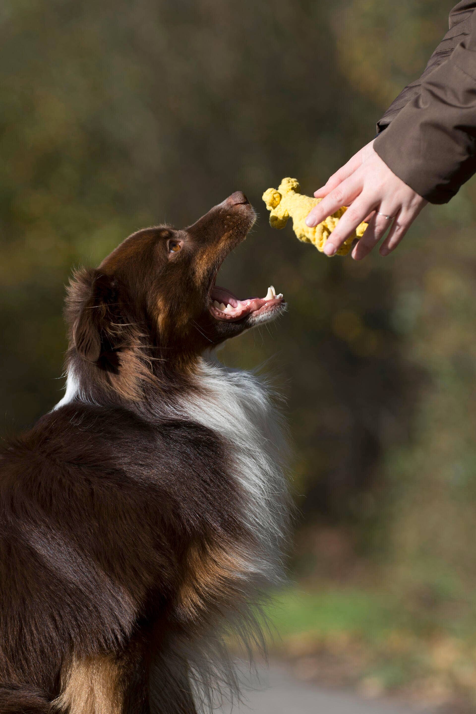 Greta zsiráf kutyajáték