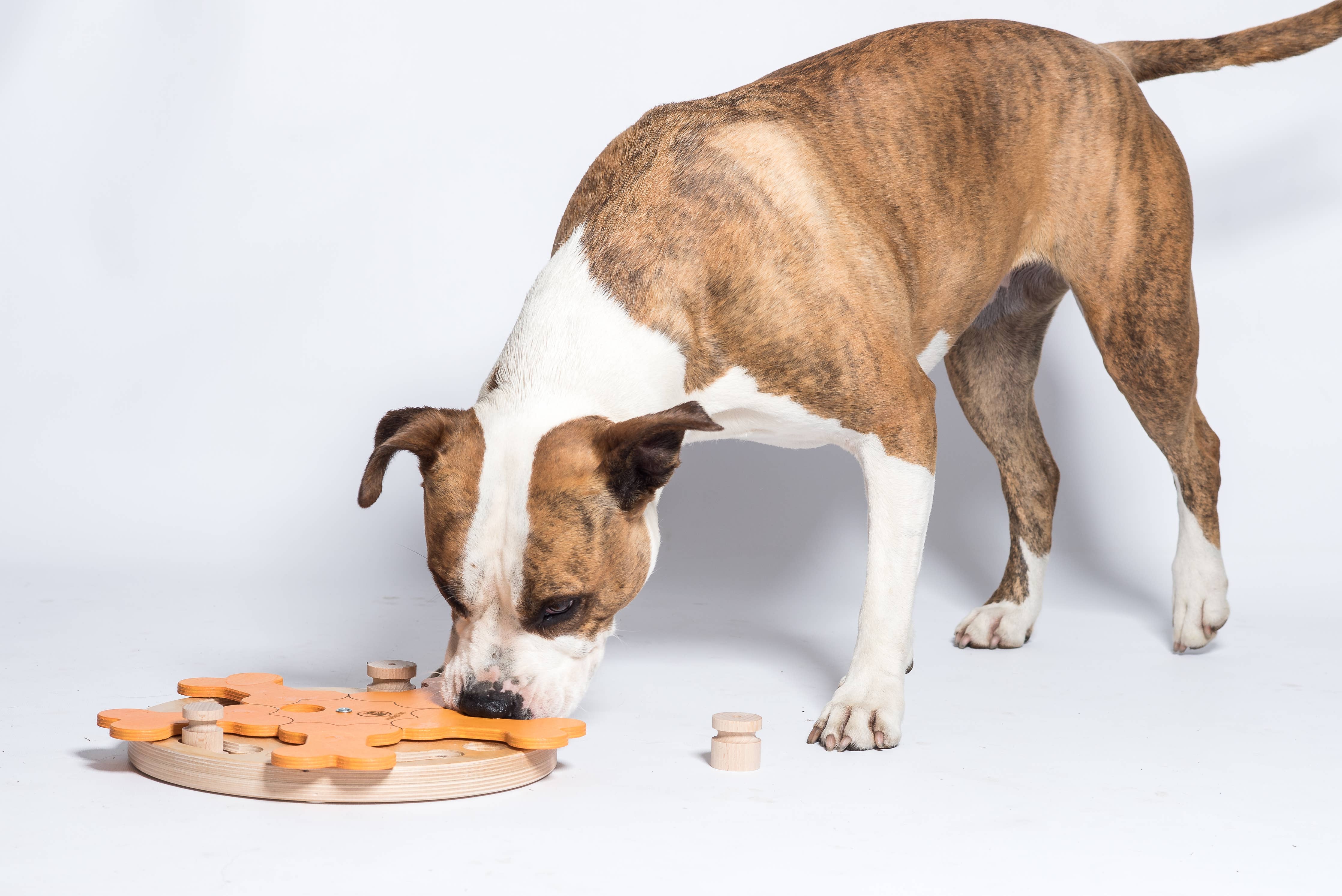 Carousel of Bones – interaktív intelligens játék kutyáknak