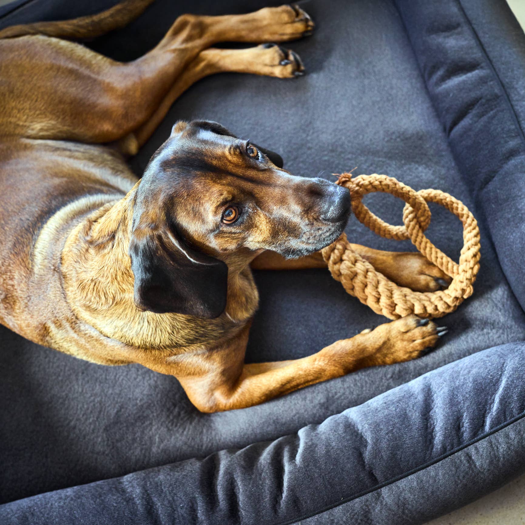 Britta perec kutyajáték