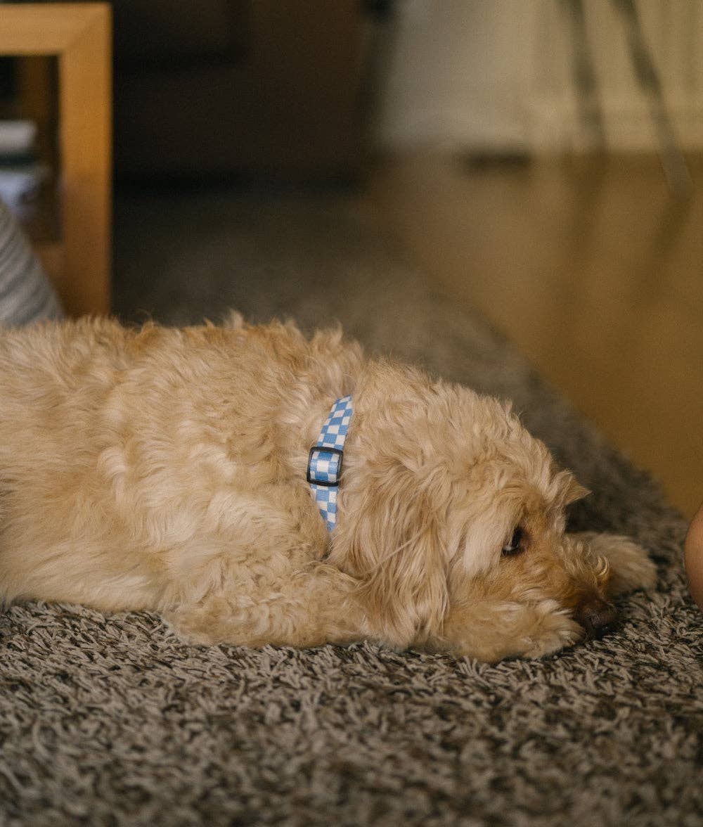 Juno nyakörv | Kék kockás