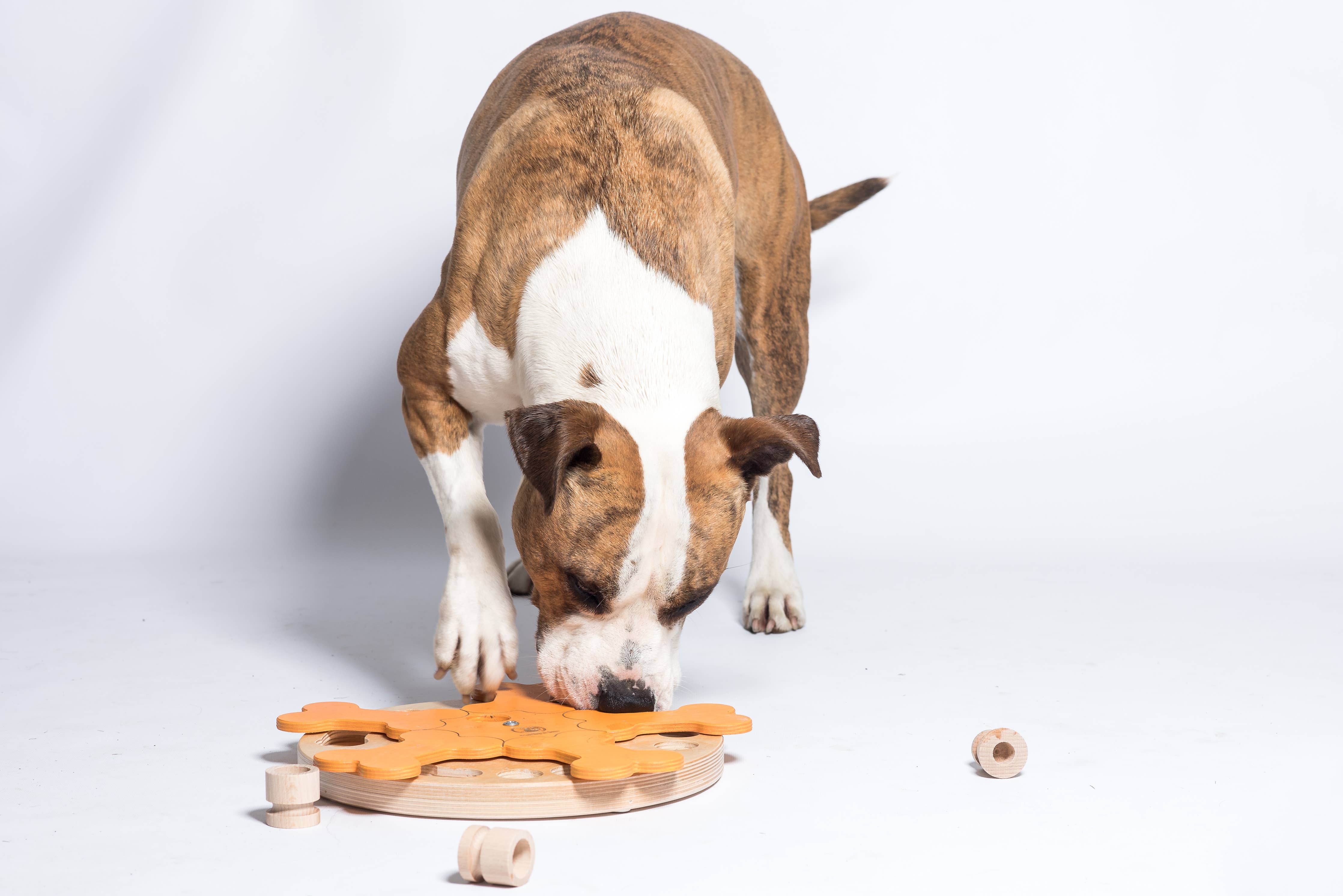 Carousel of Bones – interaktív intelligens játék kutyáknak