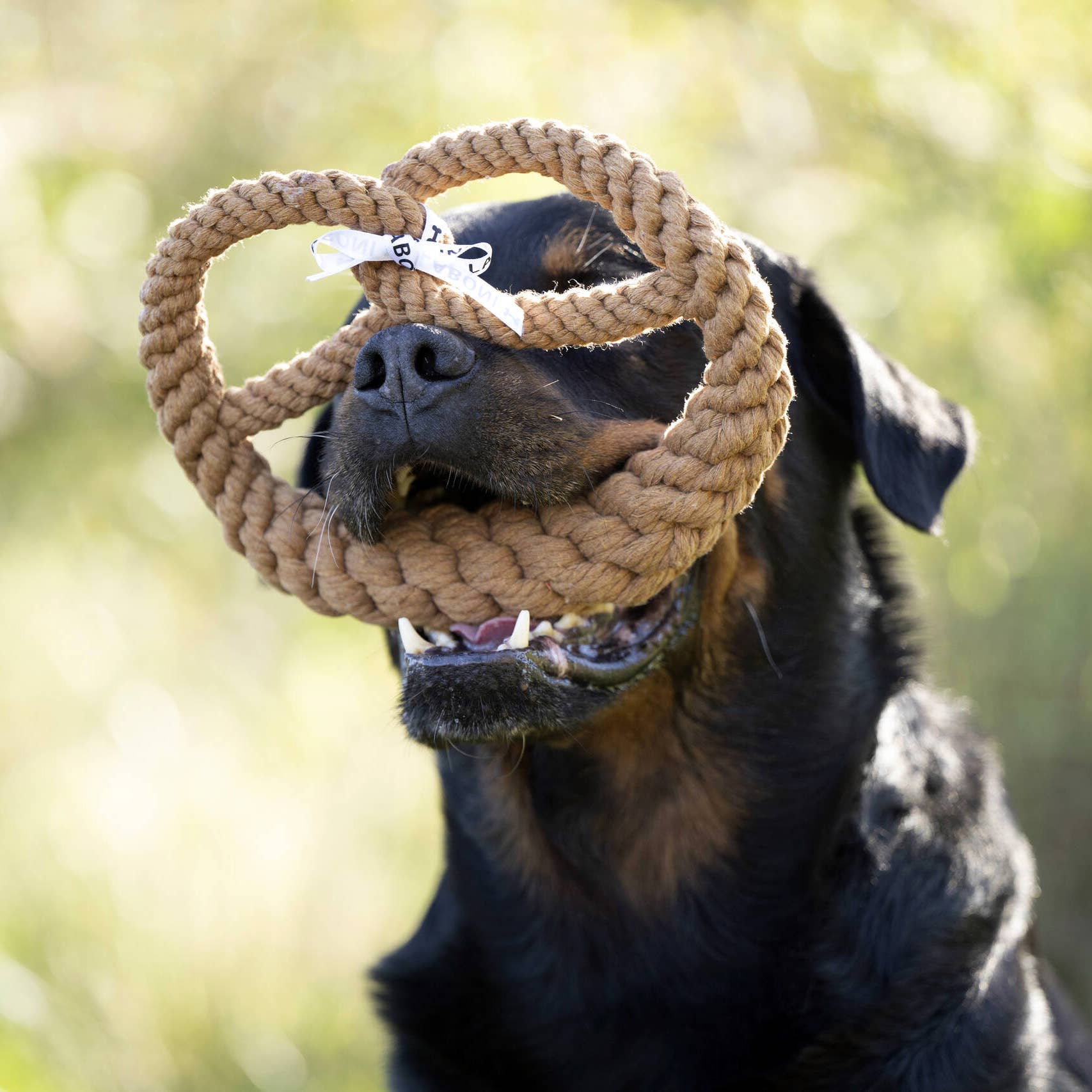 Britta perec kutyajáték