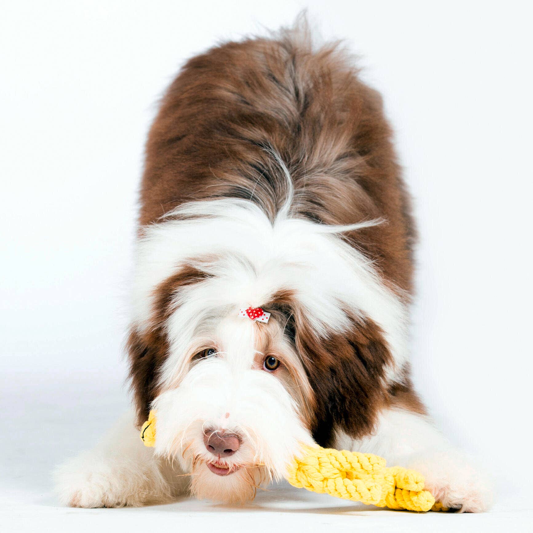 Greta zsiráf kutyajáték