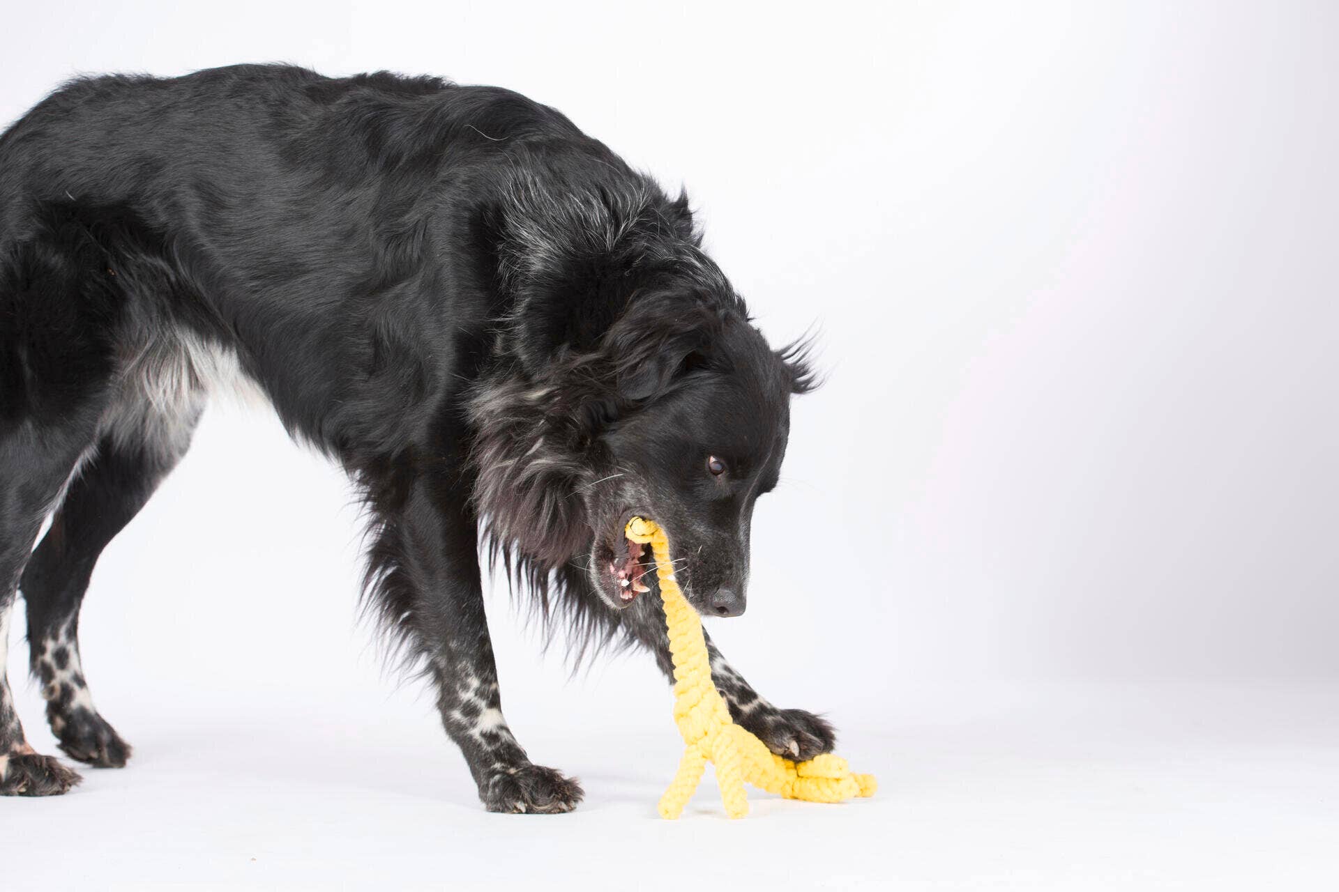 Greta zsiráf kutyajáték