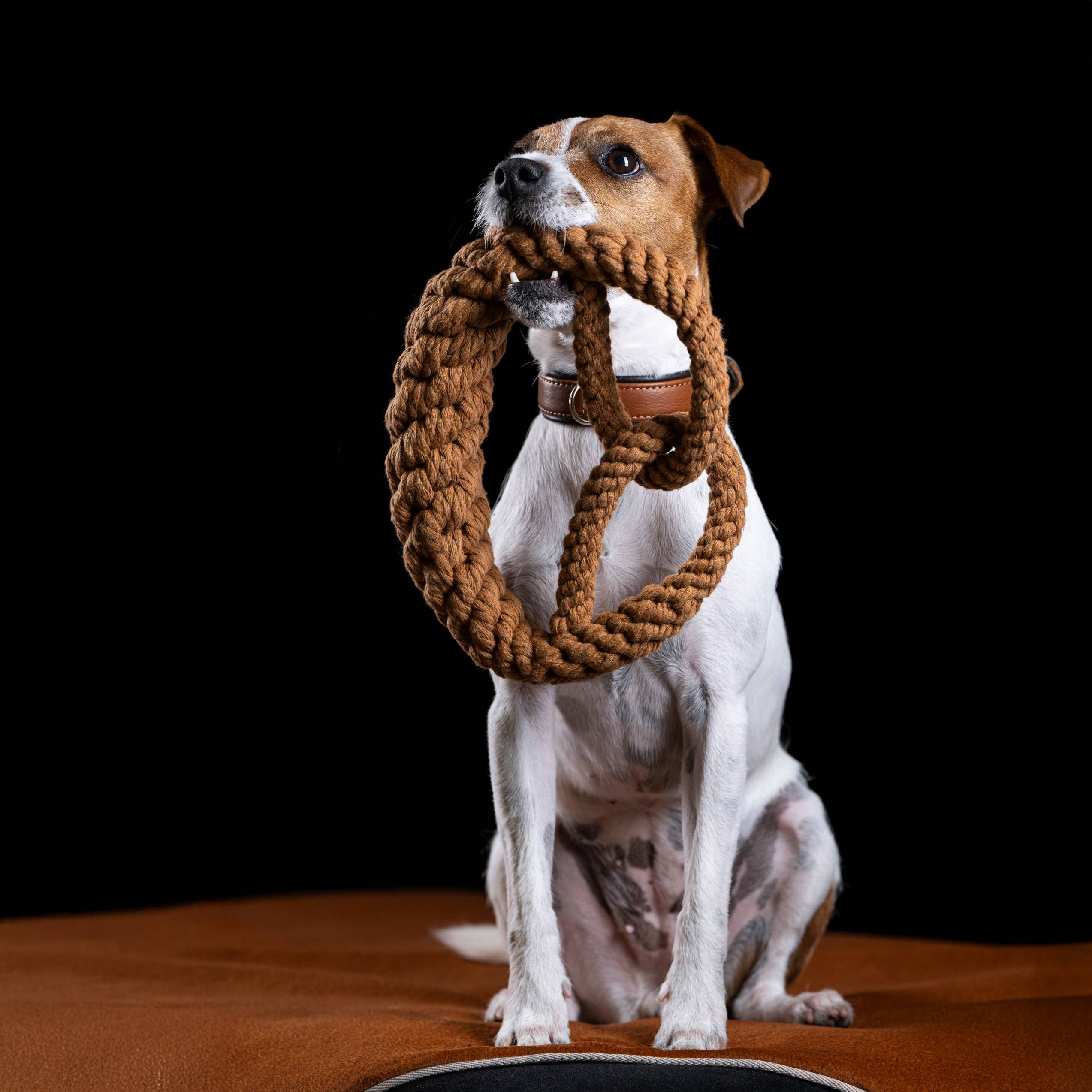 Britta perec kutyajáték