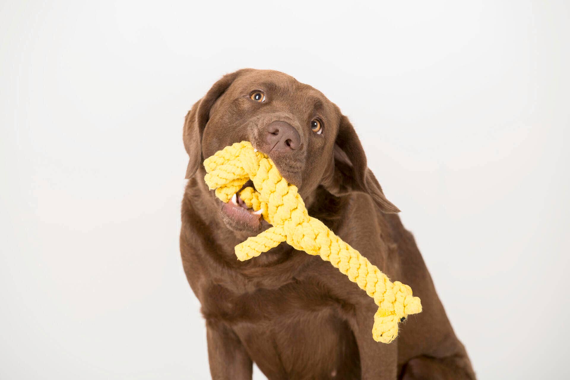 Greta zsiráf kutyajáték